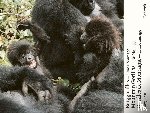 Hess, Jörg - Berggorillas - Moutain Gorillas - Gorilles de Montagne