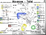  - Hormone Tafel