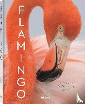 Koob, Claudio Contreras - Flamingo
