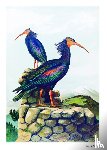 Naumann, Johann Friedrich - Johann Friedrich Naumann - Die Vögel Mitteleuropas