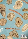 Panieri, Giuliana, Cassani, Roberta - Little Creatures of the Sea - Book about Foraminifera