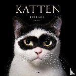Flach, Tim - Katten