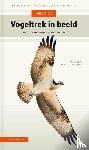 Gobin, Sam, Dijksterhuis, Marc - Vogeltrek in beeld - Trekvogels herkennen aan hun vliegbeeld