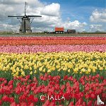 Challa, B-J - I love tulips