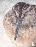 Geerlings, Dietske - Breedbekstrandloper