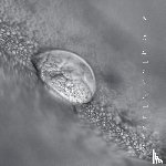 Geerlings, Dietske - wie glas blaast