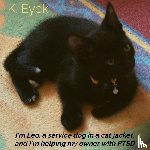 Eyck, K. - I'm Leo, a service dog in a cat jacket, and I'm helping my owner with PTSD