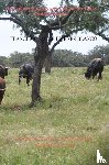 JIMENEZ BLANCO, Francisco Javier - LOS SUBPRODUCTOS EN LA NUTRICION DEL GANADO BRAVO