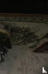 Linders, Ans - het meisje dat kerst vierd