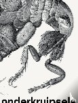 Hond, Jan de, Jorink, Eric, Mulder, Hans - Onderkruipsels - Verbeelding en waardering van insecten en andere beestjes in kunst en wetenschap