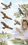  - Van valk tot uil - Alle roofvogels van Nederland