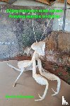 Rebergen, Gert R. - Bidsprinkhaan stelt attent - Praying mantis trickster