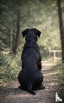  - Alles over de Cane Corso