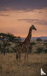 B.V., Andries - Alles over Giraffen