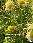 Claerbout, David, Hertmans, Stefan - David Claerbout – Birdsong