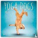 Publishers, Browntrout - Yoga Dogs 2026 Square Flap Calendar