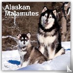 Publishers, Browntrout - Alaskan Malamutes 2026 Square Flap Calendar