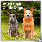 Publishers, Browntrout - Australian Cattle Dogs 2026 Square Flap Calendar