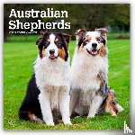Publishers, Browntrout - Australian Shepherds 2026 Square Flap Calendar