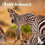 Browntrout - Baby Animals 2026 Mini 7x7 Calendar