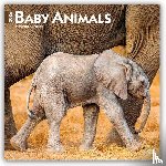 Publishers, Browntrout - Baby Animals 2026 Square Flap Calendar