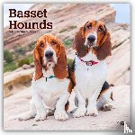 Publishers, Browntrout - Basset Hounds 2026 Square Flap Calendar