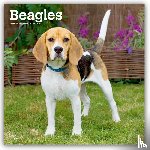 Publishers, Browntrout - Beagles 2026 - 16-Monatskalender