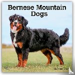 Publishers, Browntrout - Bernese Mountain Dogs 2026 Square Flap Calendar