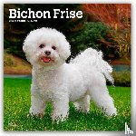 Publishers, Browntrout - Bichon Frise 2026 Square Flap Calendar