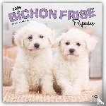 Publishers, Browntrout - Bichon Frise Puppies 2026 12 x 24 Monthly Square Calendar