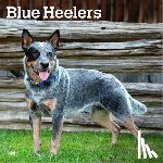 Browntrout - Blue Heelers 2026 Square Flap Calendar