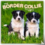 Publishers, Browntrout - Border Collie Puppies 2026 Square Flap Calendar