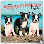 Publishers, Browntrout - Boston Terrier Puppies 2026 Square Flap Calendar
