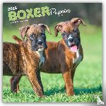 Publishers, Browntrout - Boxer Puppies 2026 Square Flap Calendar