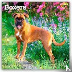 Publishers, Browntrout - Boxers International Edition 2026 Square Flap Calendar