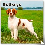 Publishers, Browntrout - Brittanys 2026 Square Flap Calendar