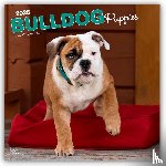 Publishers, Browntrout - Bulldog Puppies 2026 Square Flap Calendar