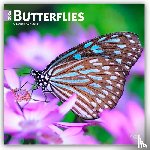 Publishers, Browntrout - Butterflies - Schmetterlinge 2026 - 16-Monatskalender