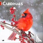 Browntrout - Cardinals 2026 12 X 24 Inch (Hanging) Monthly Square Wall Calendar Plastic-Free