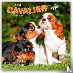 Publishers, Browntrout - Cavalier King Charles Spaniel Puppies 2026 Square Flap Calendar