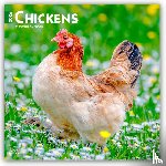 Publishers, Browntrout - Chickens 2026 Square Flap Calendar