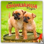 Publishers, Browntrout - Chihuahua Puppies 2026 Square Flap Calendar