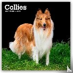 Publishers, Browntrout - Collies 2026 Square Flap Calendar