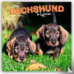 Publishers, Browntrout - Dachshund Puppies - Dackel Welpen 2026 - 16-Monatskalender