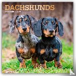 Publishers, Browntrout - Dachshunds 2026 Square Flap Foil Calendar