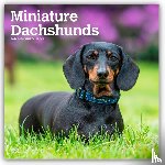 Publishers, Browntrout - Miniature Dachshunds - Zwergdackel 2026 - 16-Monatskalender