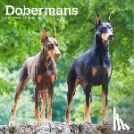 Browntrout - Dobermans 2026 12 X 24 Inch (Hanging) Monthly Square Wall Calendar Plastic-Free