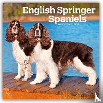 Publishers, Browntrout - English Springer Spaniels 2026 Square Flap Calendar