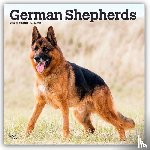 Publishers, Browntrout - German Shepherds 2026 Square Flap Calendar