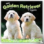 Publishers, Browntrout - Golden Retriever Puppies - Golden Retriever Welpen 2026 - 16-Monatskalender